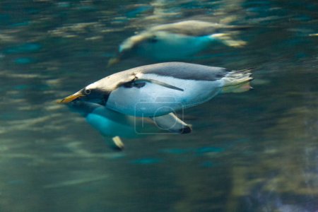 Foto de Pingüinos azules nadando en el mar - Imagen libre de derechos