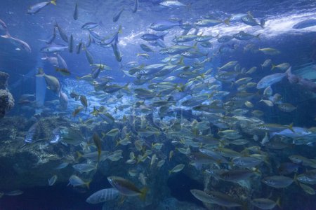 Foto de Hermosa vista submarina del mar con peces - Imagen libre de derechos