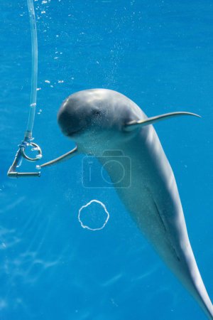 Foto de Buceo de delfines en el mar - Imagen libre de derechos