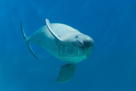 Photo for Dolphin swimming at clear blue water in the pool - Royalty Free Image