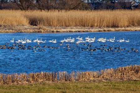 Téléchargez les photos : Un troupeau d'oiseaux nageant dans un lac - en image libre de droit