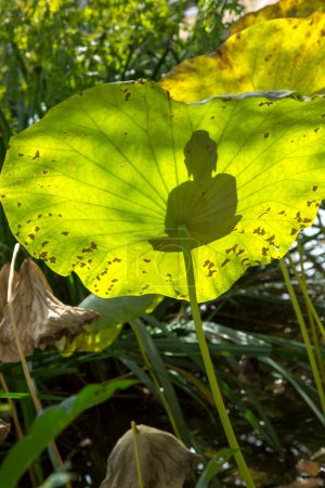 Téléchargez les photos : Vue rapprochée de la feuille de lotus vert près du lac - en image libre de droit