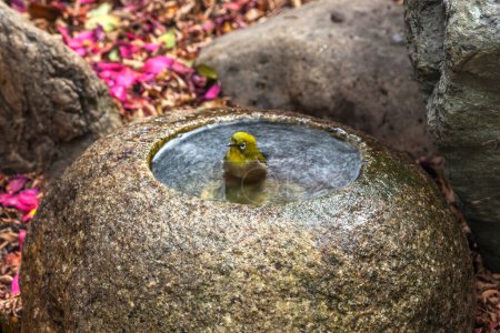 Téléchargez les photos : Un oiseau assis dans un bol en pierre avec de l'eau - en image libre de droit