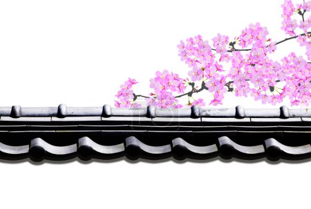 Foto de Árbol de flor de cerezo sakura. aislado sobre fondo blanco - Imagen libre de derechos