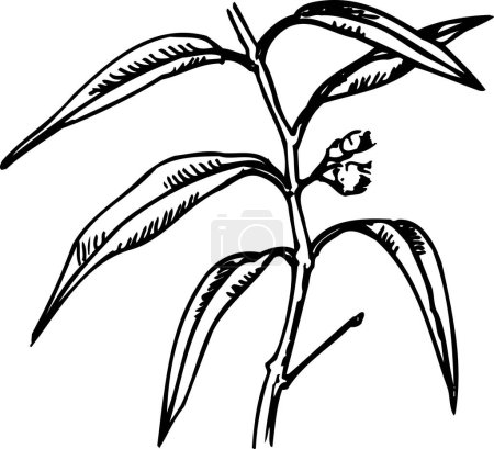 Photo for Sketch illustration of plant - Royalty Free Image