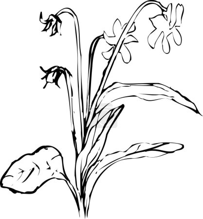 Foto de Flores negras sobre fondo blanco, planta aislada - Imagen libre de derechos
