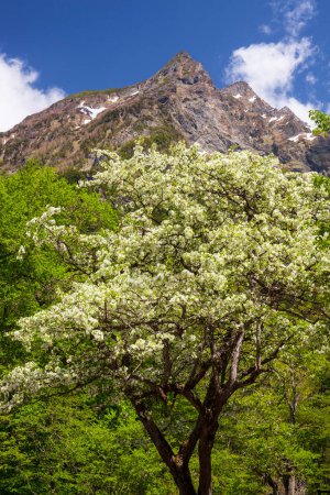 Photo for Beautiful flower trees in the mountains - Royalty Free Image