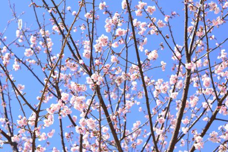 Foto de Vista de cerca de hermosas flores de cerezo en flor en el jardín - Imagen libre de derechos