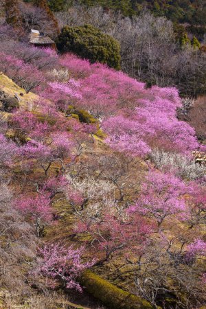 Téléchargez les photos : Arbres à fleurs roses au Japon - en image libre de droit