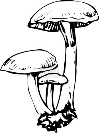Photo for Sketch illustration of mushrooms - Royalty Free Image