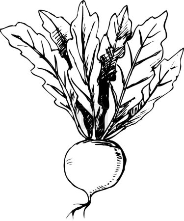Téléchargez les photos : Croquis illustration de radis aux feuilles - en image libre de droit