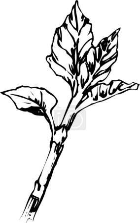Photo for Sketch illustration of a branch of a flower. - Royalty Free Image