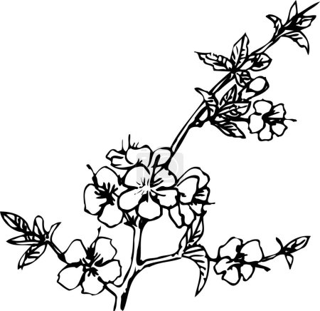 Téléchargez les photos : Fleurs noires sur fond blanc, plante isolée - en image libre de droit