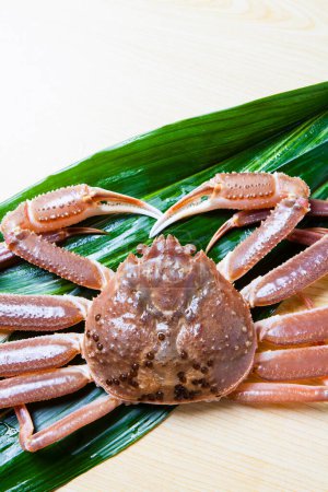 Photo for Fresh crab on green leaf on background, close up - Royalty Free Image