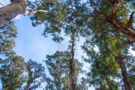 Téléchargez les photos : Arbres verts en fond bleu ciel - en image libre de droit