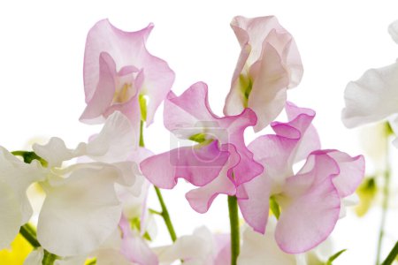 Téléchargez les photos : Gros plan de fleurs colorées sur fond blanc - en image libre de droit