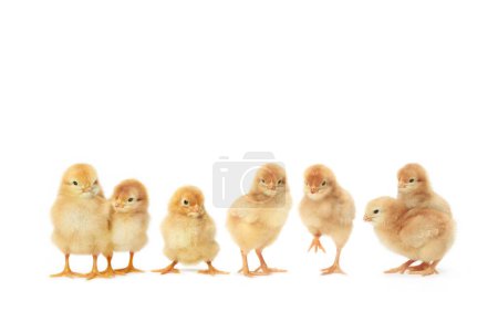 Photo for Little chicks isolated on a white background - Royalty Free Image