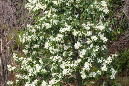 Téléchargez les photos : Buisson aux fleurs blanches au milieu d'une forêt - en image libre de droit
