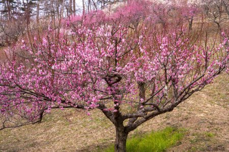 Photo for Flowering trees in Japan, daytime view - Royalty Free Image