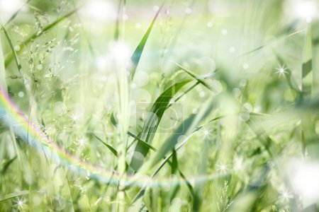 Téléchargez les photos : Abstrait fond ensoleillé flou d'herbe, bokeh lumières et arc-en-ciel - en image libre de droit