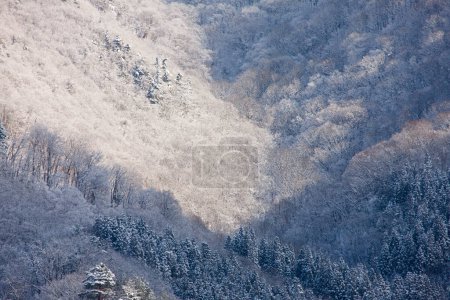 Téléchargez les photos : Paysage hivernal avec neige et arbres - en image libre de droit
