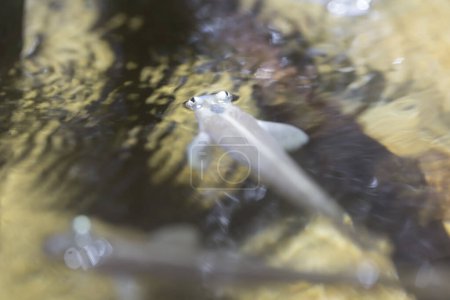 Foto de Primer plano vista submarina de hermosos peces nadando en el acuario - Imagen libre de derechos