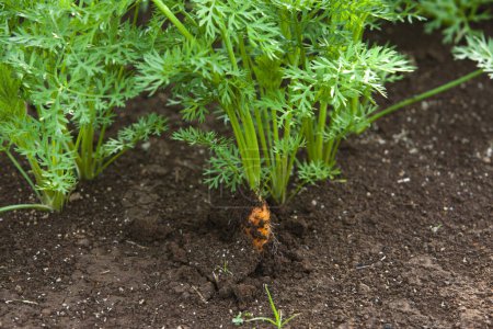 Photo for Organic carrots growing in soil in vegetable garden - Royalty Free Image