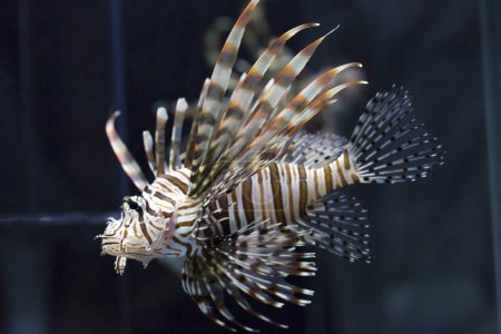 Téléchargez les photos : Gros plan vue sous-marine de beaux poissons tropicaux nageant dans l'aquarium - en image libre de droit