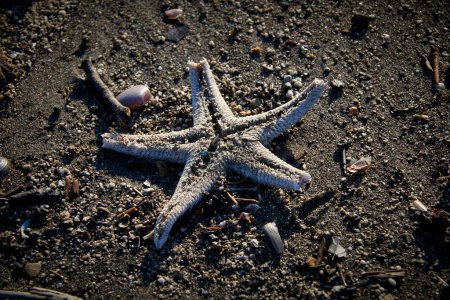 Téléchargez les photos : Vue sur l'étoile de mer sur la plage - en image libre de droit