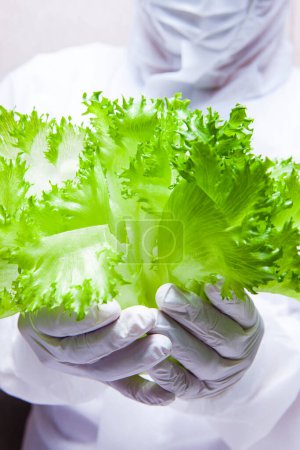 Photo for Female hand with lettuce in the white plate - Royalty Free Image