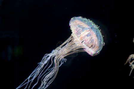 Foto de Vista de cerca de hermosas medusas en acuario oscuro - Imagen libre de derechos