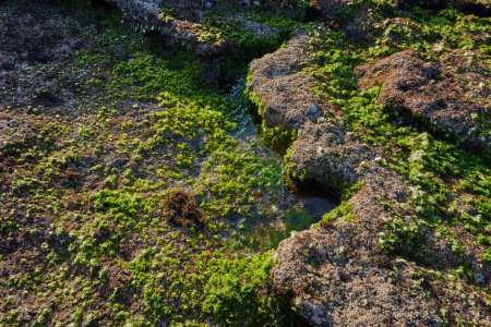 Foto de Algas verdes en las rocas, fondo de la naturaleza - Imagen libre de derechos