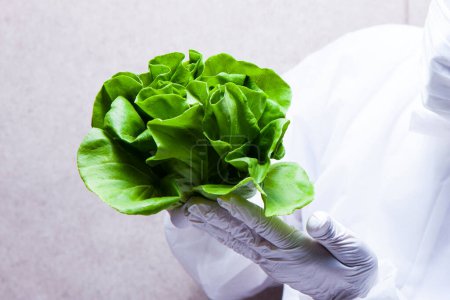 Photo for Person in white gloves holding green Butterhead lettuce - Royalty Free Image