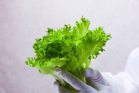 Photo for Fresh lettuce leaves in human hand - Royalty Free Image