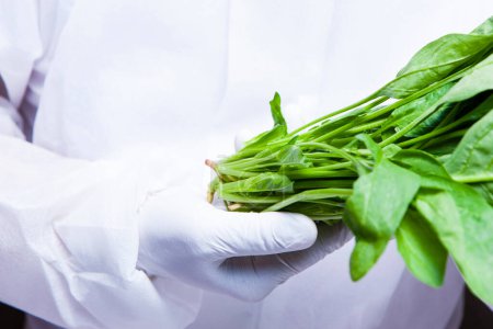 Foto de Persona en guantes blancos sosteniendo lechuga verde Butterhead - Imagen libre de derechos