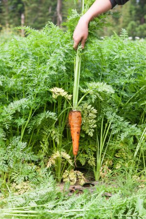Photo for Fresh carrot on farm - Royalty Free Image