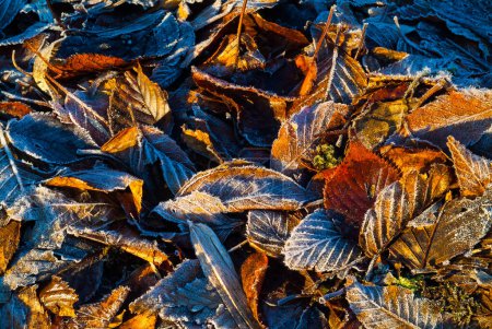 Photo for Frozen autumn leaves on the ground, nature background - Royalty Free Image