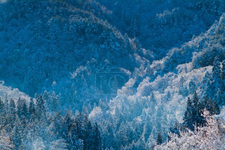 Foto de Hermoso paisaje de invierno con árboles cubiertos de nieve en las montañas - Imagen libre de derechos