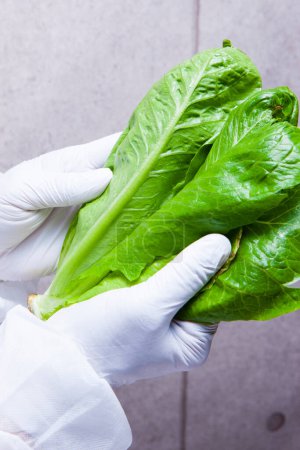 Photo for Person in white gloves holding green Butterhead lettuce - Royalty Free Image