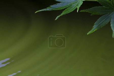 Téléchargez les photos : Feuilles d'érable vert palmé sur fond vert flou - en image libre de droit