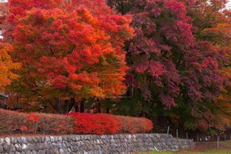 Foto de Vista del parque de otoño con árboles de colores en Japón - Imagen libre de derechos