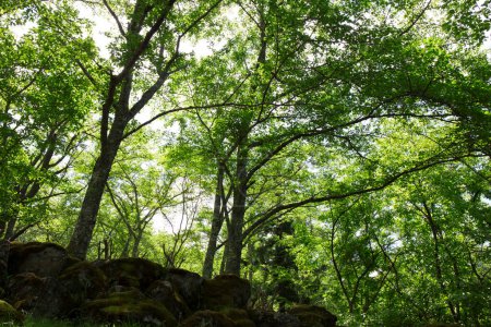 Téléchargez les photos : Arbres verts dans la forêt d'été - en image libre de droit