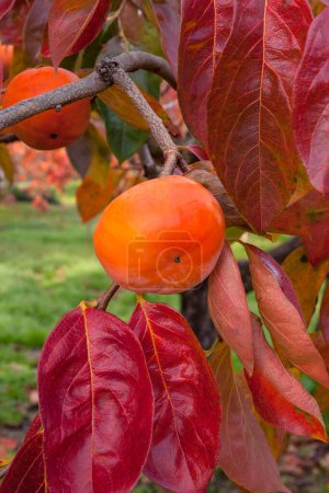 Téléchargez les photos : Fruits mûrs de kaki sur un arbre dans le jardin d'automne - en image libre de droit