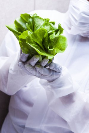 Foto de Persona en guantes blancos sosteniendo lechuga verde Butterhead - Imagen libre de derechos