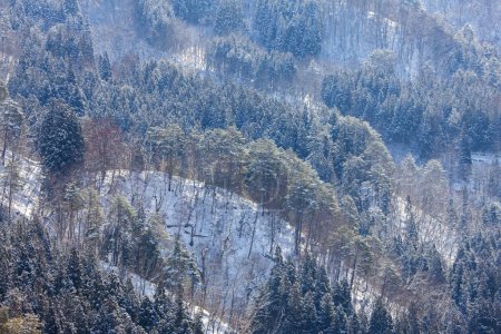 Foto de Hermoso paisaje con árboles nevados - Imagen libre de derechos