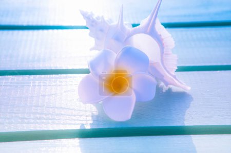 Téléchargez les photos : Fond d'été avec fleur de plumeria et coquille blanche sur la plage - en image libre de droit