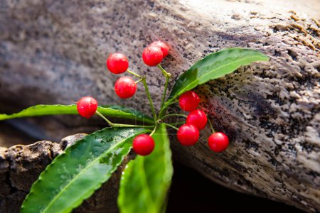 Photo for Red holly berries with green leaves on background of wooden log, natural christmas decoration - Royalty Free Image