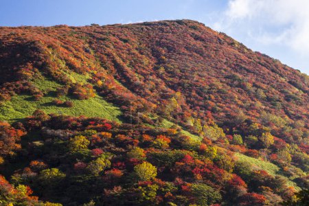 Photo for Colorful fall colors of autumn in shikoji - Royalty Free Image