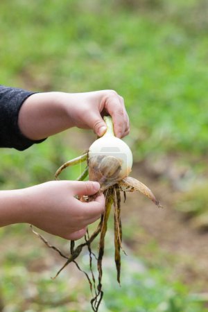 Photo for Female farmer holding fresh onion in the garden - Royalty Free Image