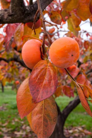 Foto de Las frutas maduras del caqui sobre el árbol en el jardín otoñal - Imagen libre de derechos
